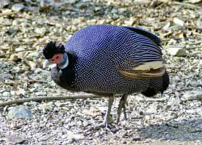 ケニアカンムリホロホロチョウ